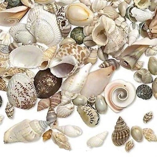 A collection of various natural seashells and small stones arranged on a white background, with the text 'The Mystical Garden Path' printed at the bottom.