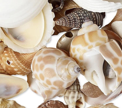 Natural Seashell Random Mix Drops, 4-25mm, 1/2 Pound (approx. 300)