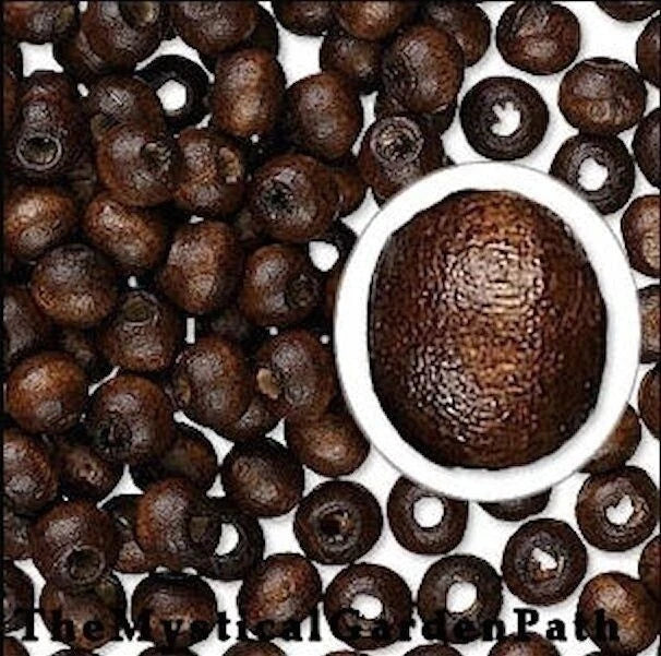 Dark Brown Boxwood Rondelle Beads 6x5mm Dyed & Waxed – 500 pcs