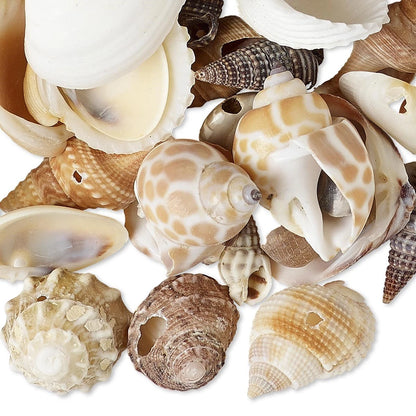 Natural Seashell Random Mix Drops, 4-25mm, 1/2 Pound (approx. 300)